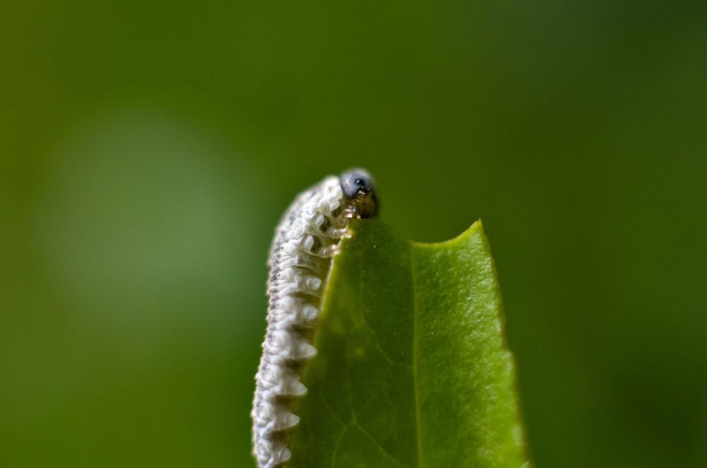 Photograph by Darina