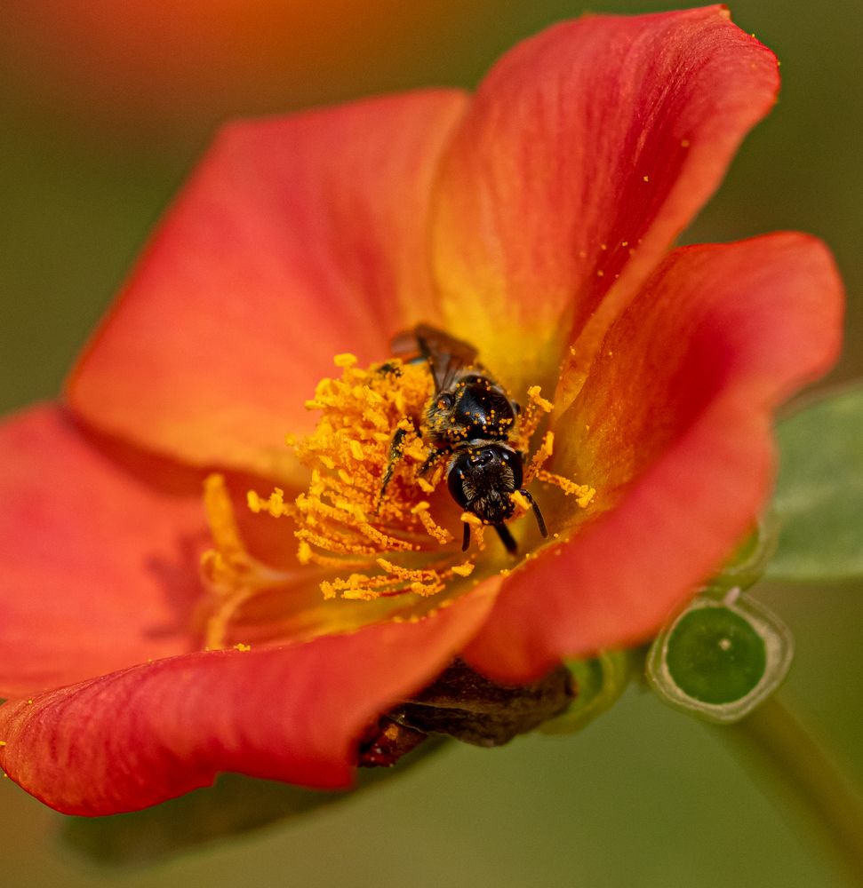 Photograph by SAMITA SARAF