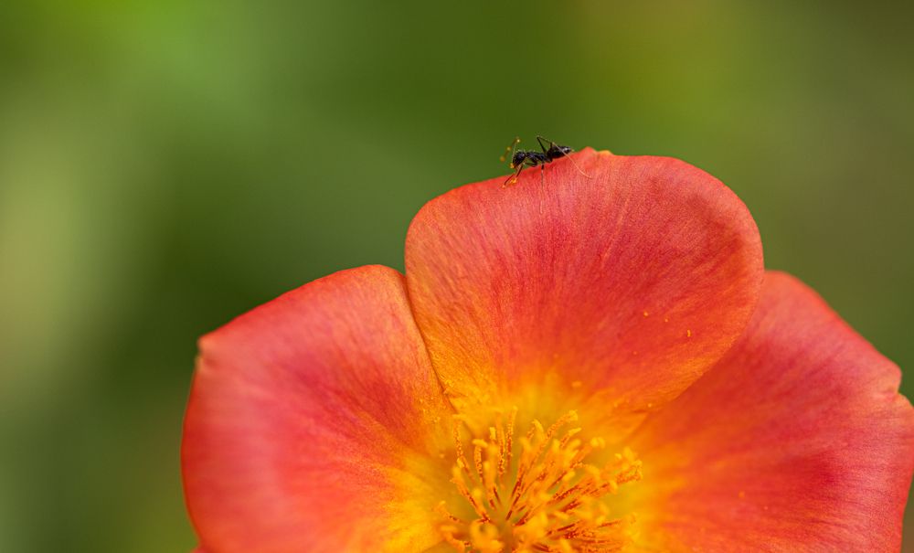 Photograph by SAMITA SARAF