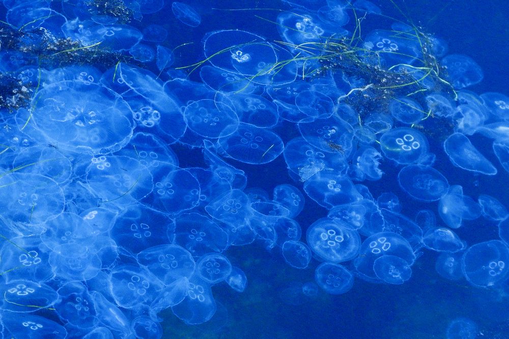 Зимние медузы