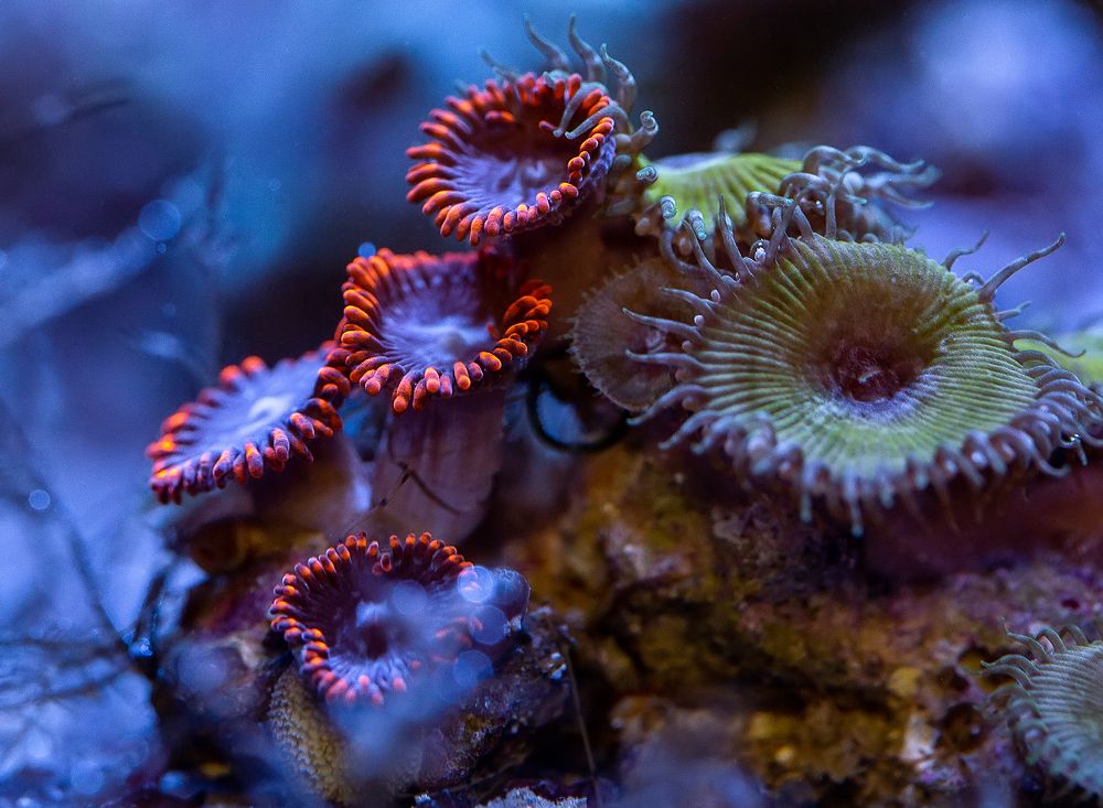 Photograph by Нина Хорева