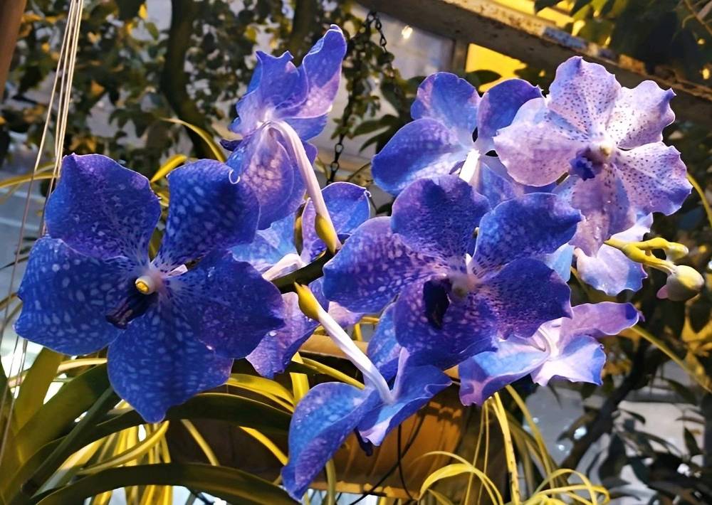 Синие орхидеи