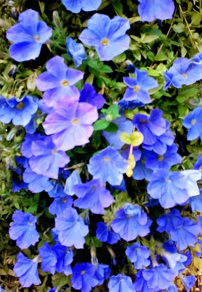 Голубая россыпь