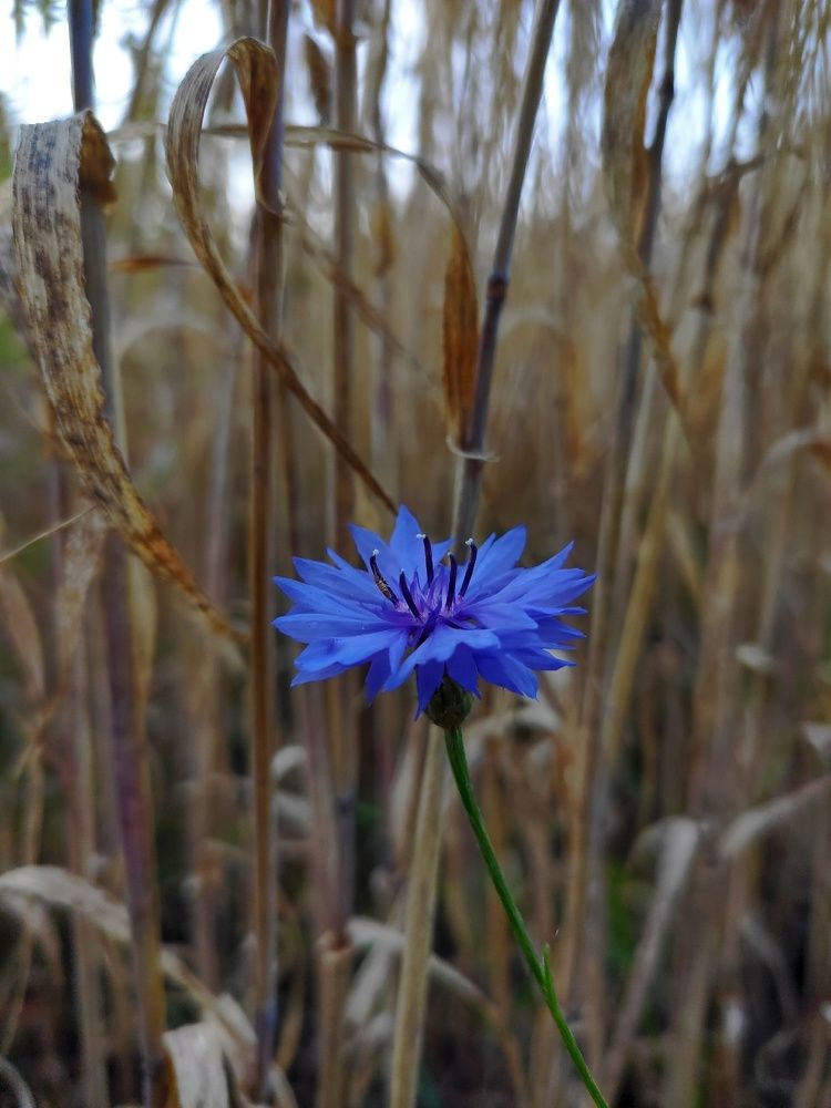 Photograph by Сидорова Ирина