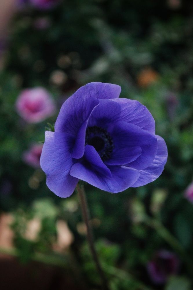 Photograph by Астафьева Анастасия