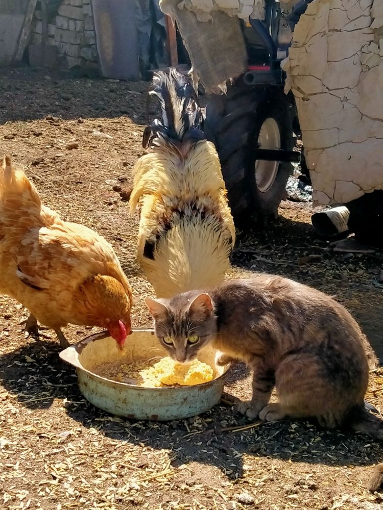 Фотография автора Светлана Анатольевна Чернышова