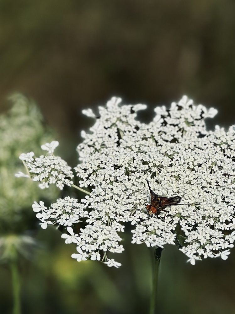 Фотография автора Наталья Тургулайнен