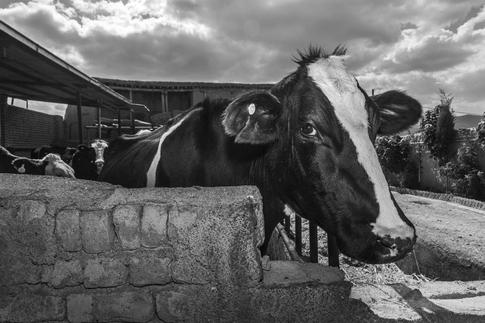 Photograph by seyed mostafa yousefi