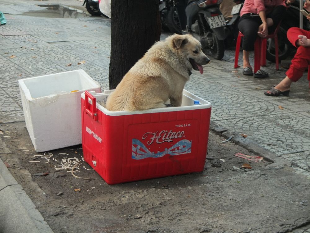 Photograph by Chau Nguyen