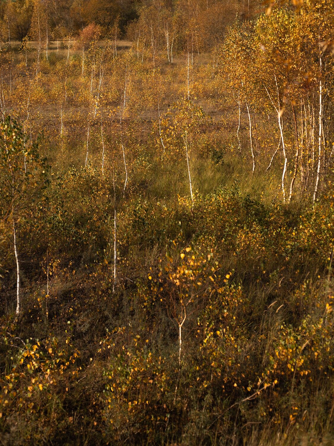 Photo #11310687