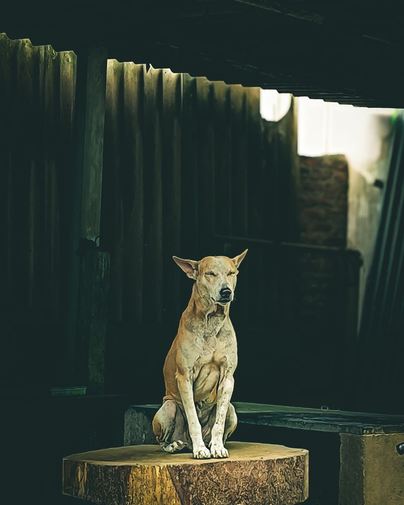 Street dog