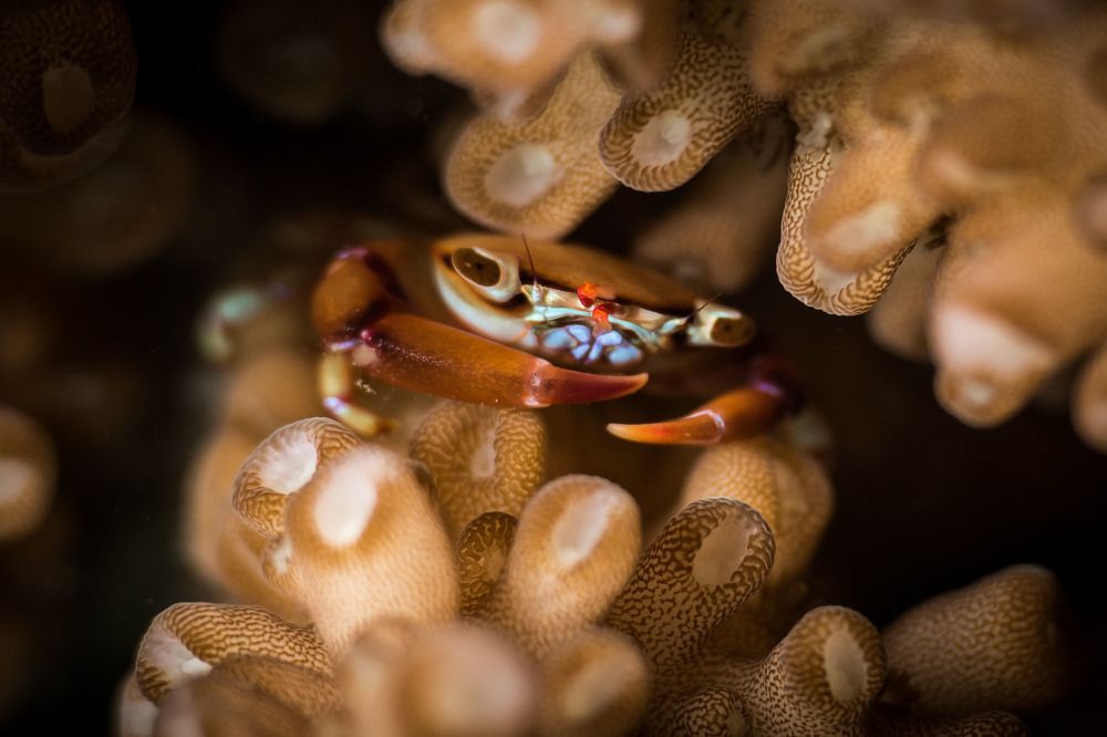 Coral crab