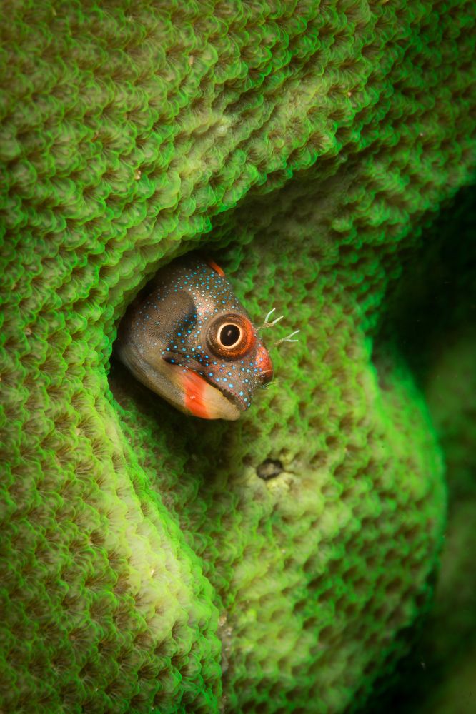 Barnacle blenny