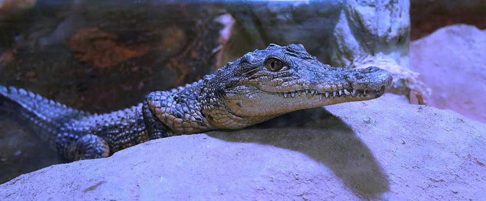 Фотография автора АЛЕКСАНДР ЦЫГЕЛЬНЮК