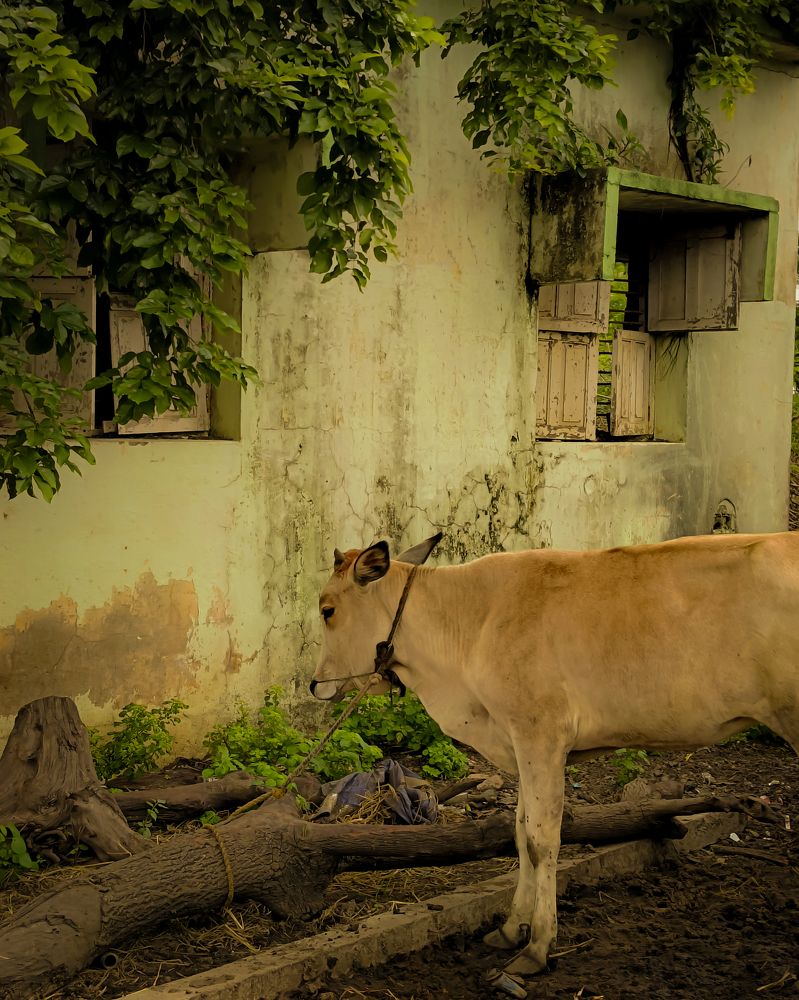 Photograph by Kamesh Waran M S