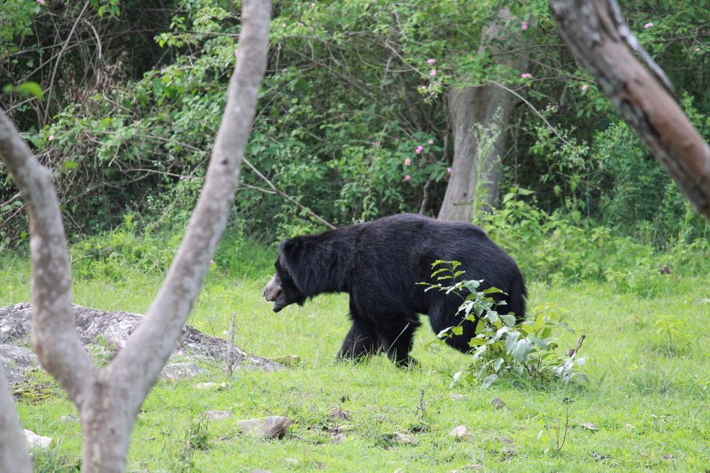 Photograph by Pradyumna K P