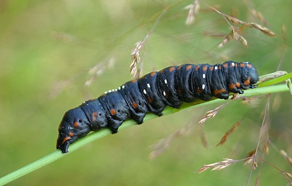 Photograph by Галина Кан