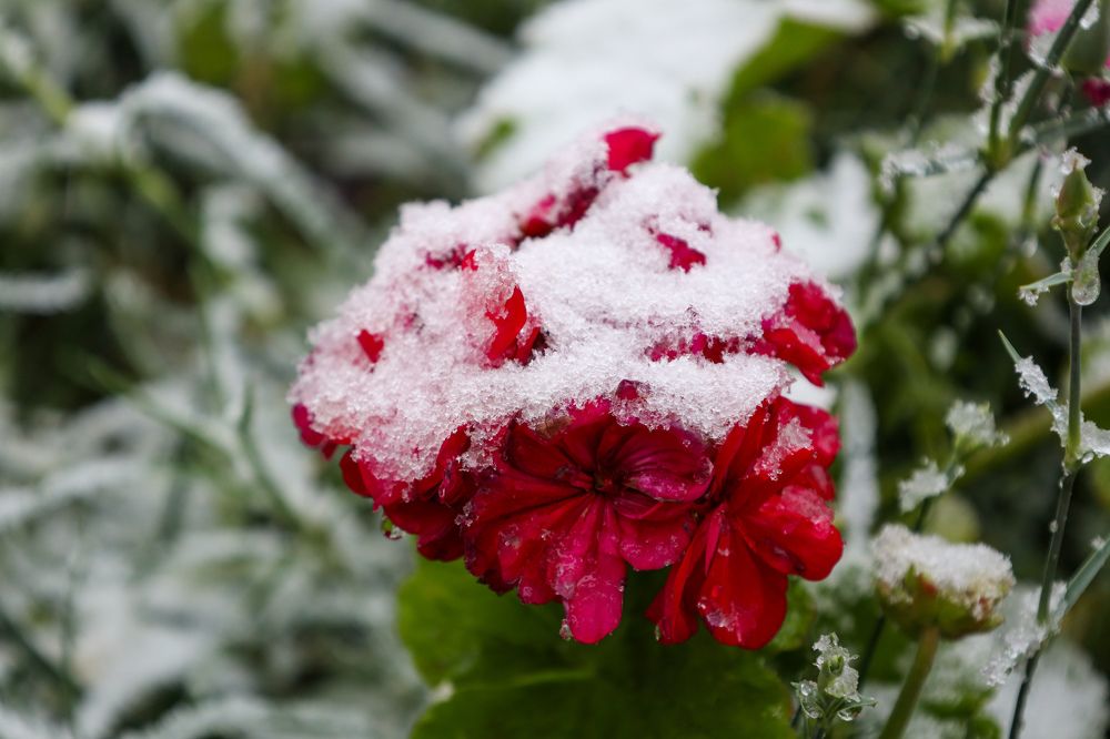 Photograph by Дарья Целуйко