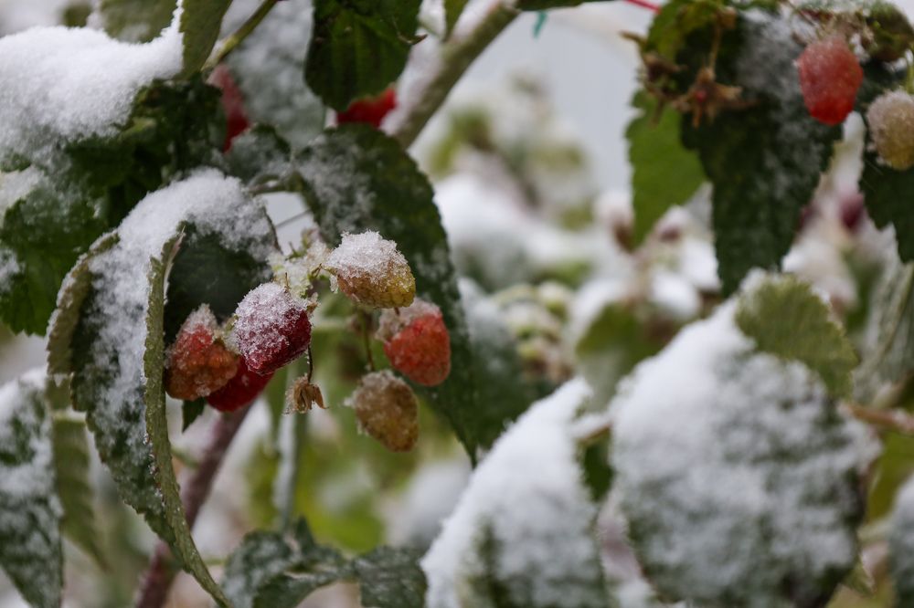 Photograph by Дарья Целуйко