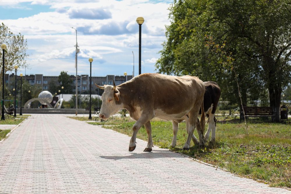 Photograph by Дарья Целуйко