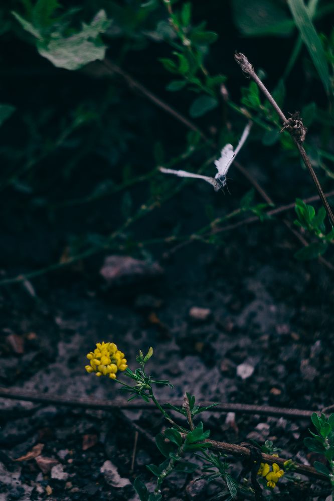 Photograph by Елена Швецова