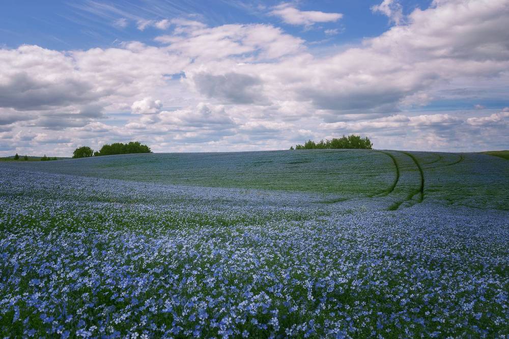 А он волшебник, синий лен...