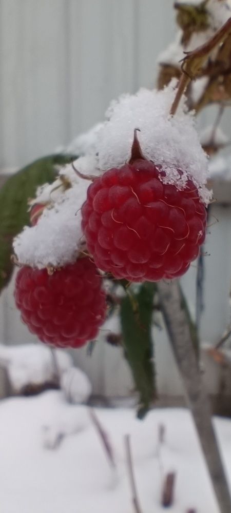 Photograph by Станислав Абаев