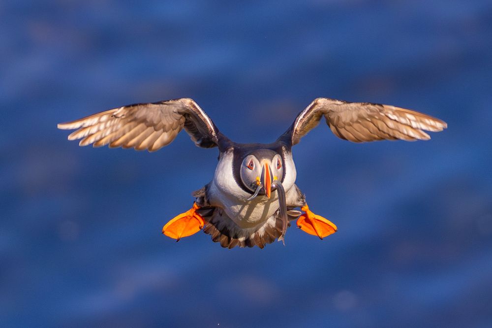 Puffin on the way home with the catch.