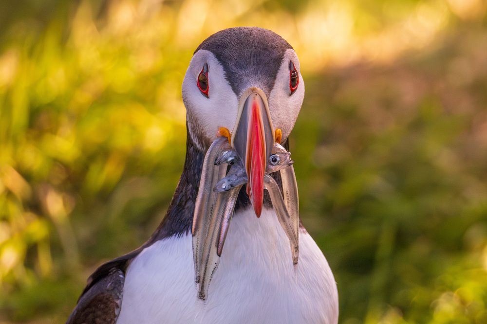 Puffin with its catch