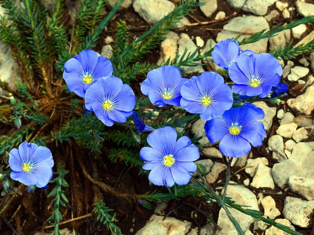 Цветочная семейка