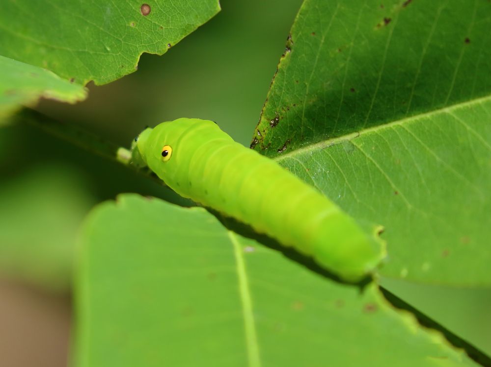Photograph by Sreejith Sreedharan