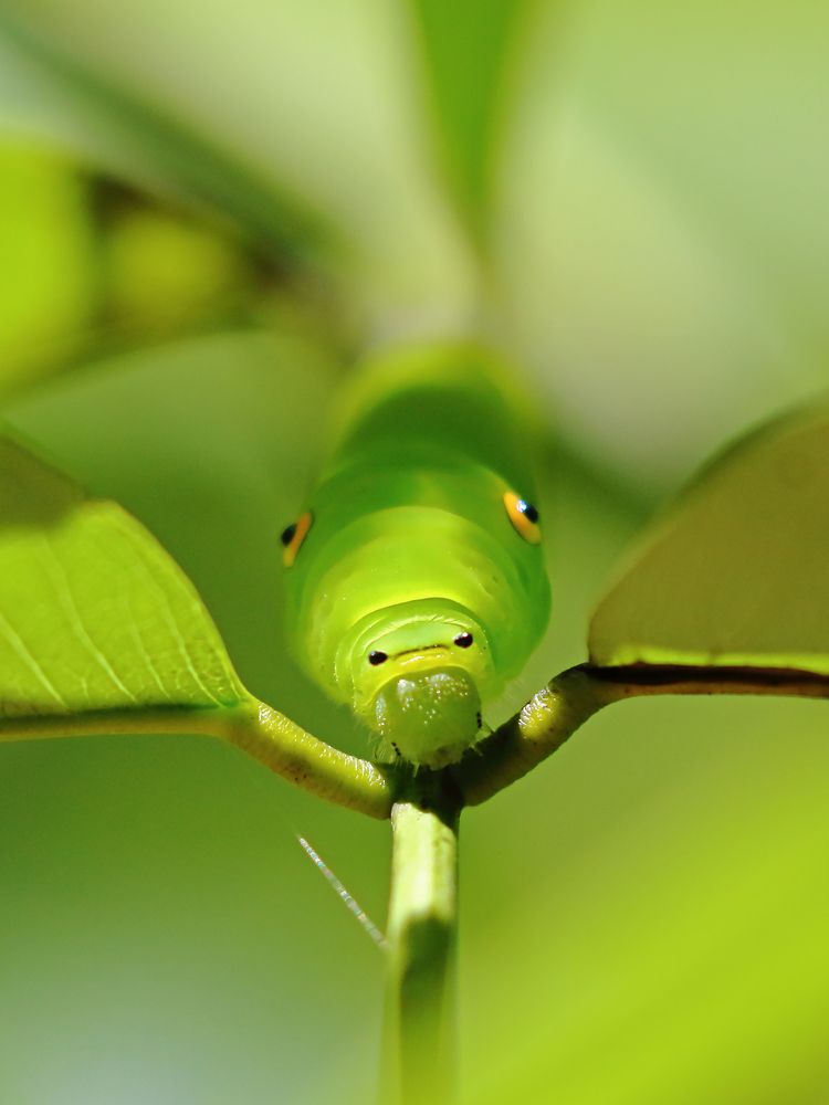 Photograph by Sreejith Sreedharan
