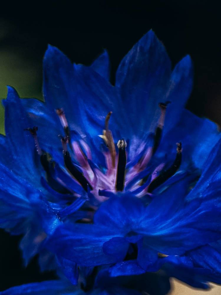 Фотография автора Юлия Осетрова