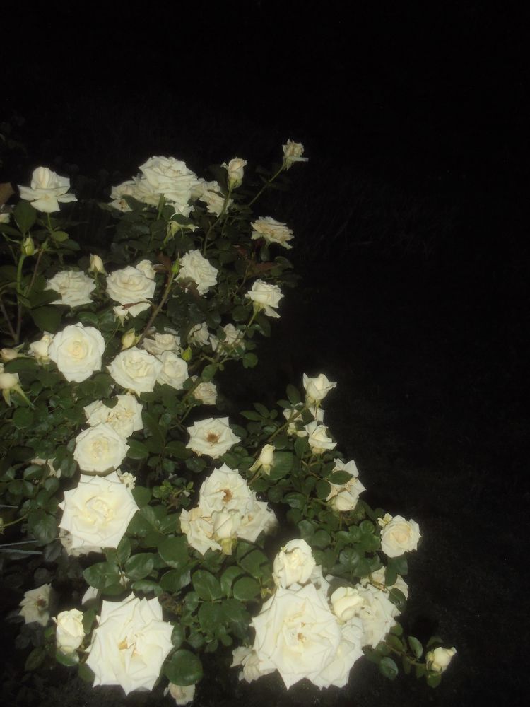 Photograph by Лилия Исхакова