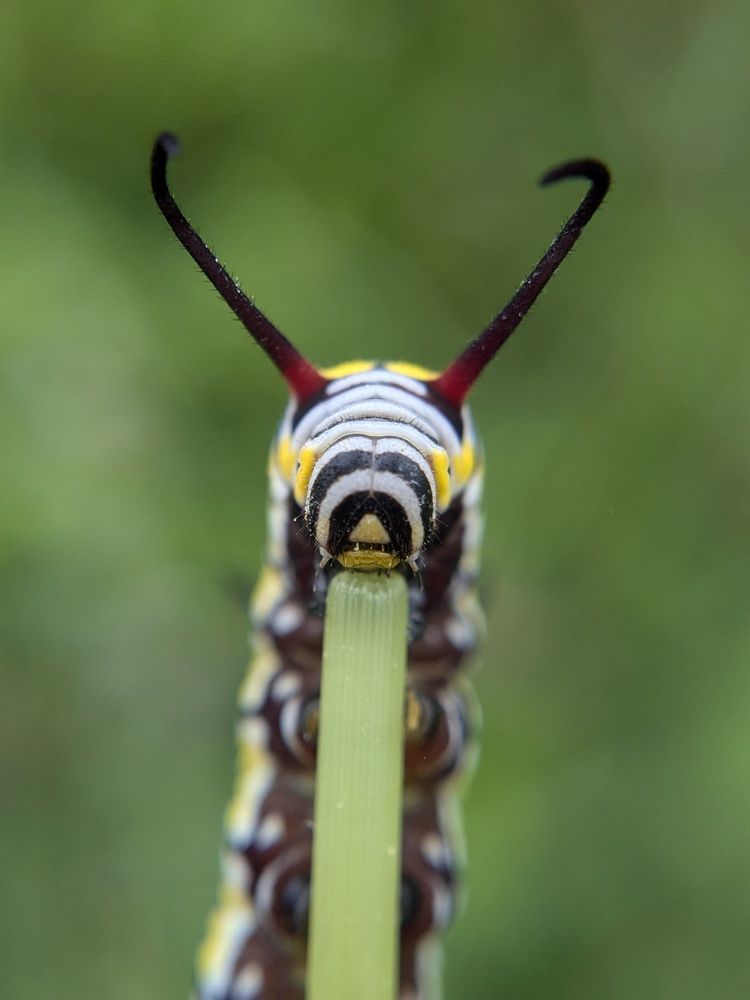 Photograph by Pandey Ji