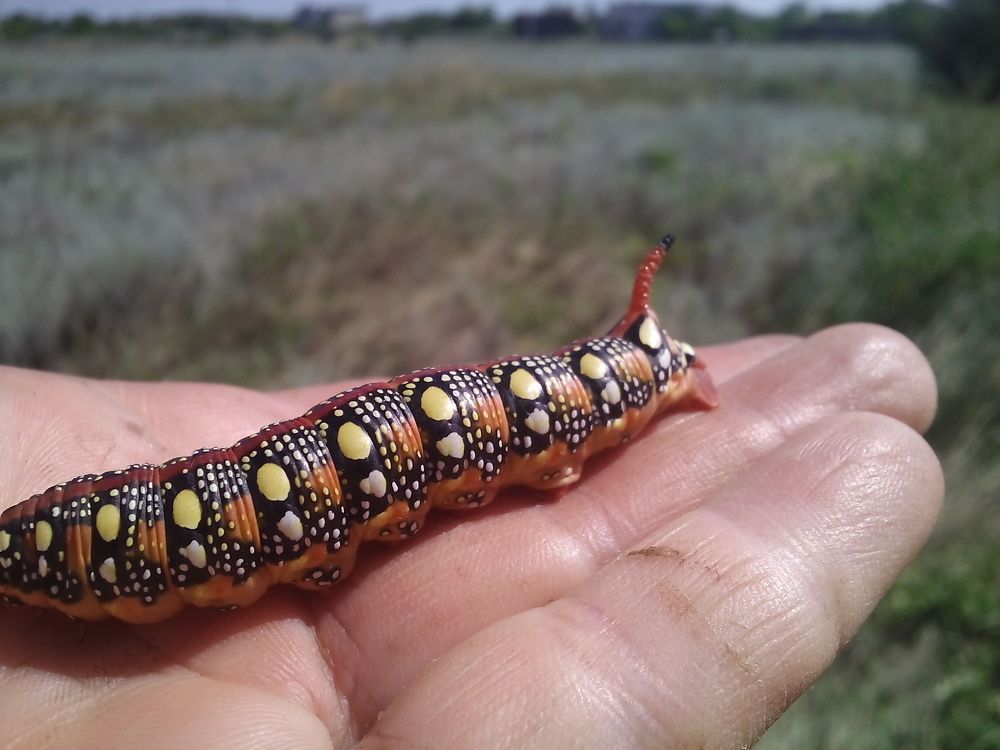 Photograph by Елена Мясникова