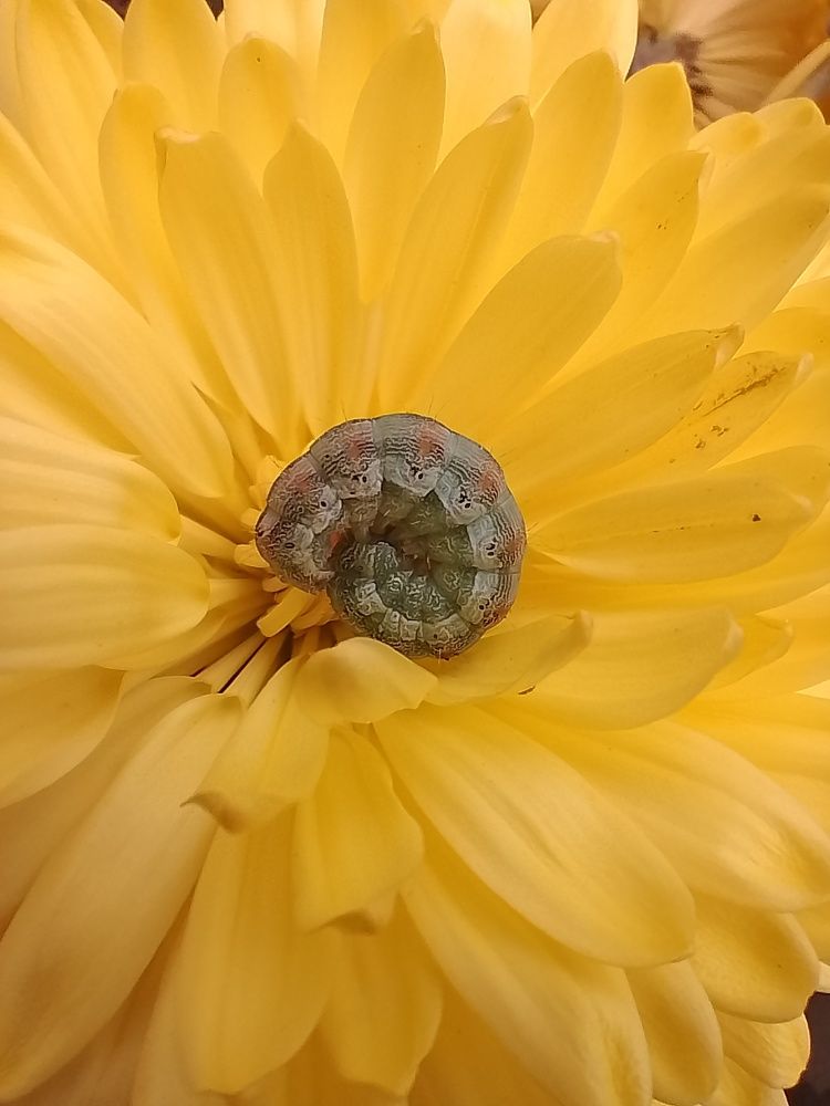 Photograph by Елена Мясникова