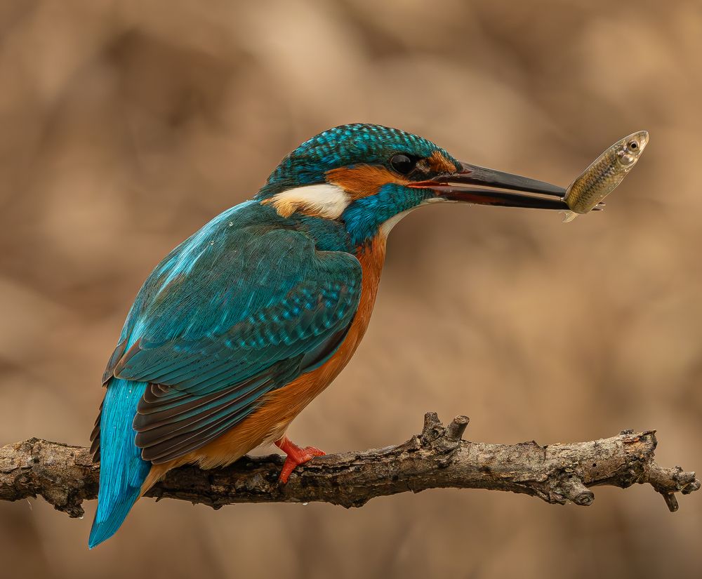 Photograph by Erika Katics