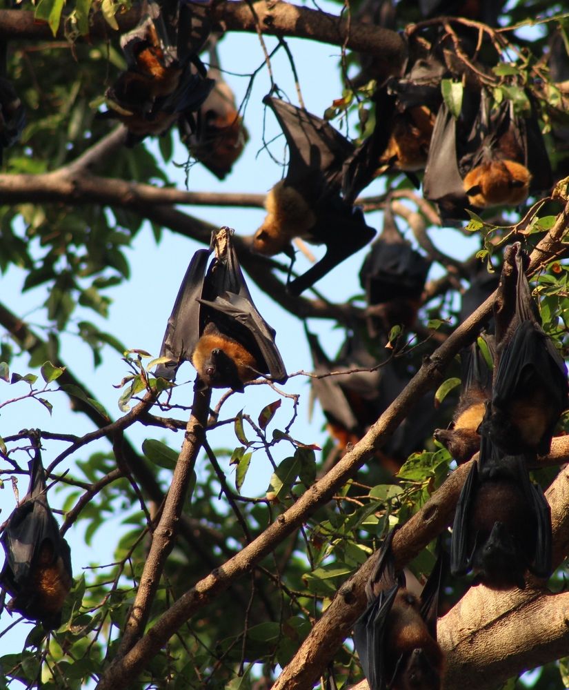 Жизнь вниз головой.