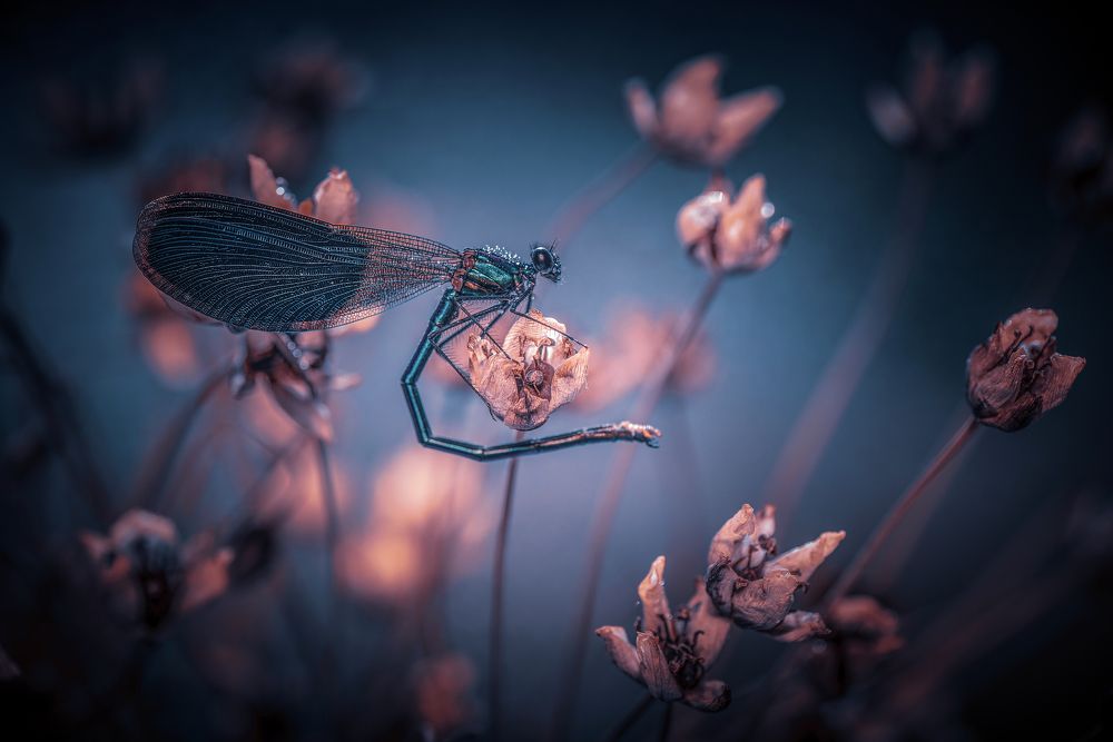 Photograph by Лапшина Владлена