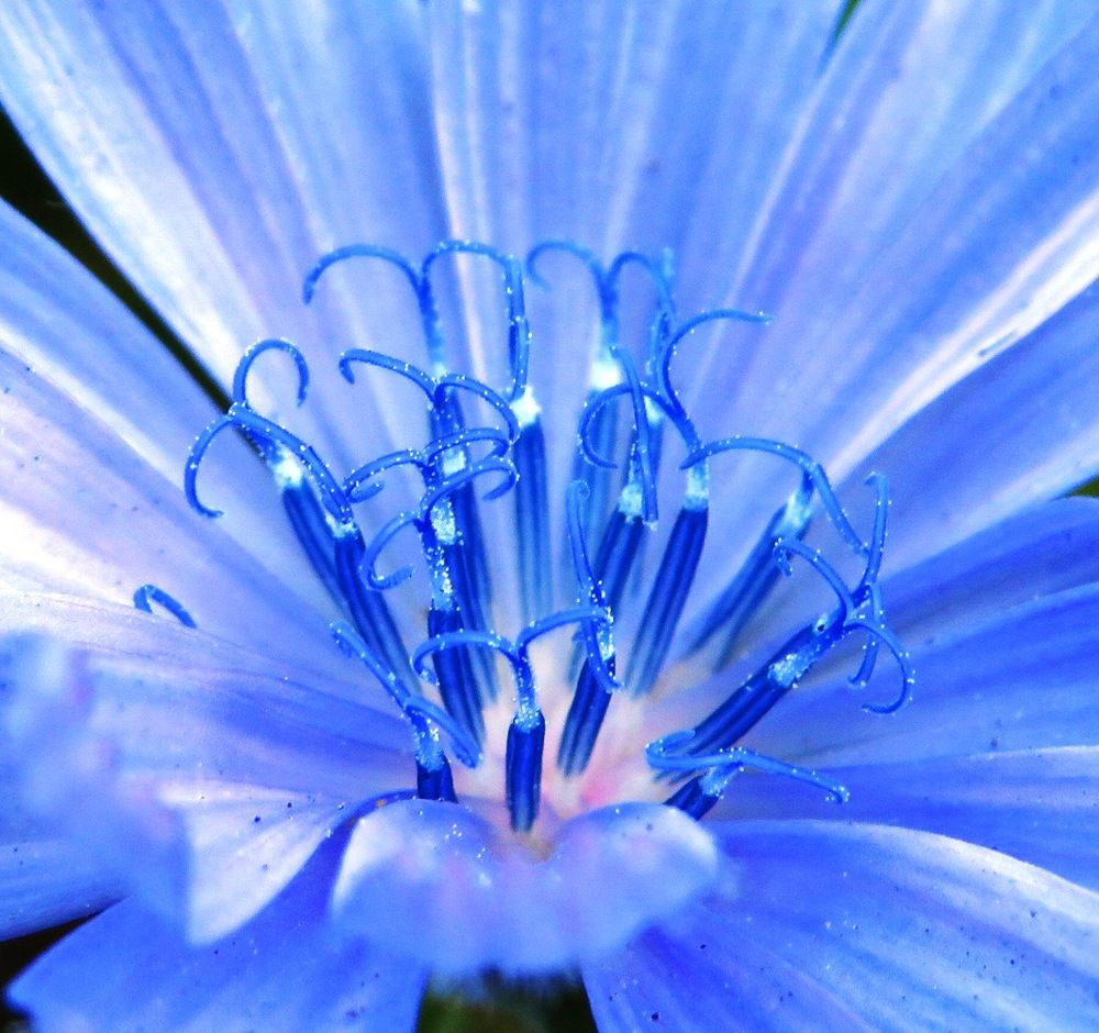 Внутри цветка