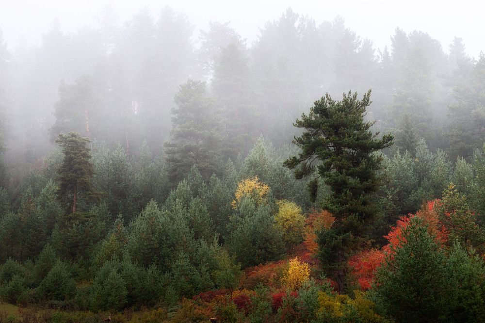 Photograph by Olga Sharikova