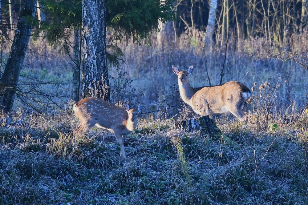 Фотография автора IRINA FILIPPOVA