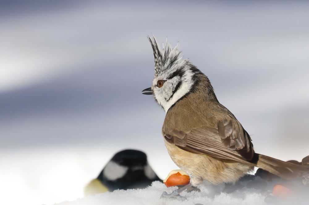 Фотография автора Григорий Борняков