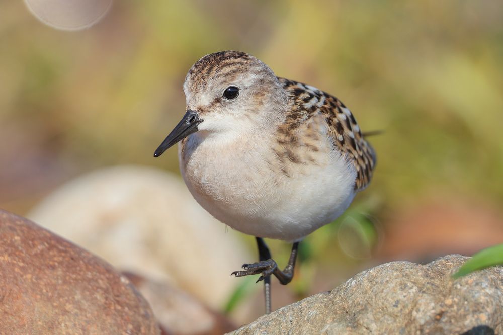 Фотография автора Григорий Борняков