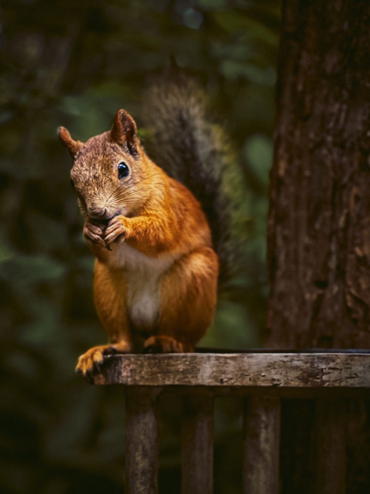 Photograph by Бауэр-Корнева Анна