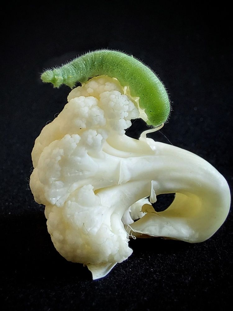 Photograph by Эмма Рахматуллина