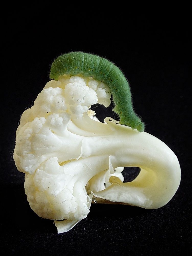 Photograph by Эмма Рахматуллина