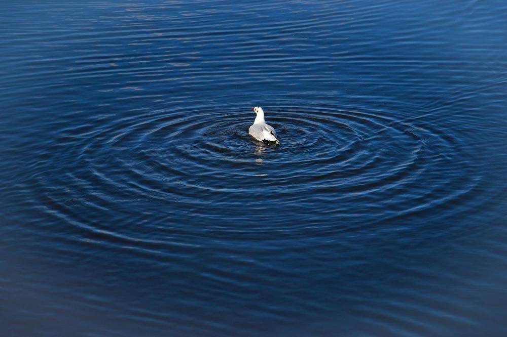 Фотография автора Татьяна Сергиенко