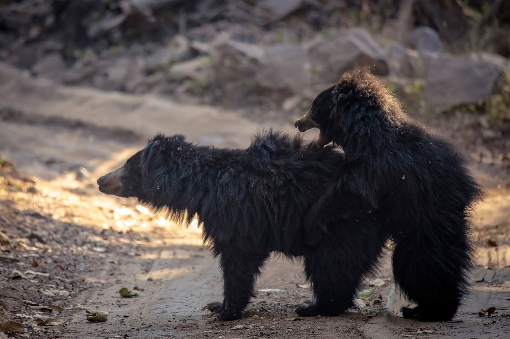 Photograph by k Ravi Reju